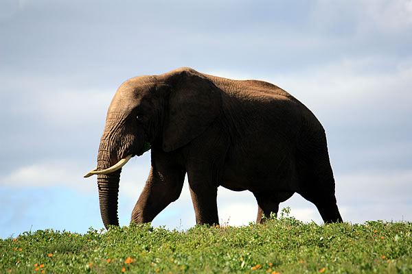 addo (1)