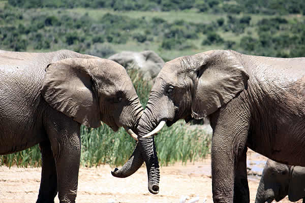 addo1 (1)